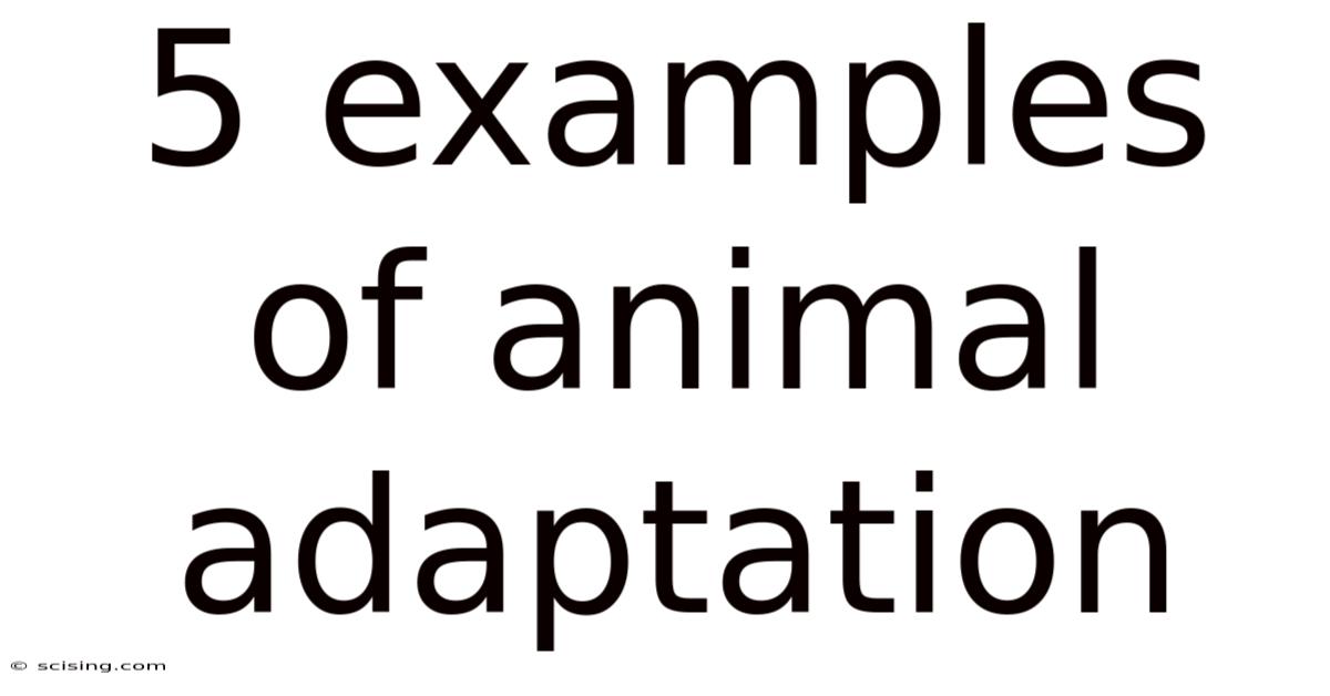5 Examples Of Animal Adaptation
