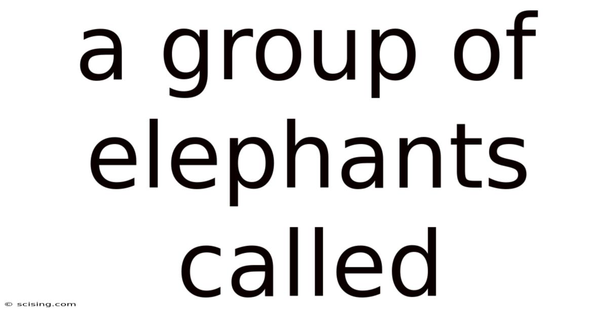 A Group Of Elephants Called