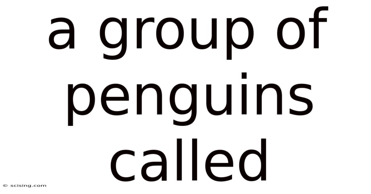 A Group Of Penguins Called