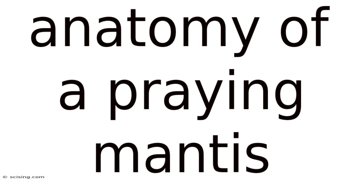 Anatomy Of A Praying Mantis