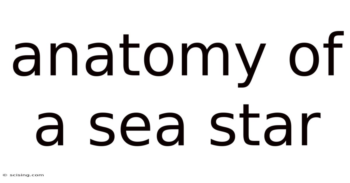 Anatomy Of A Sea Star
