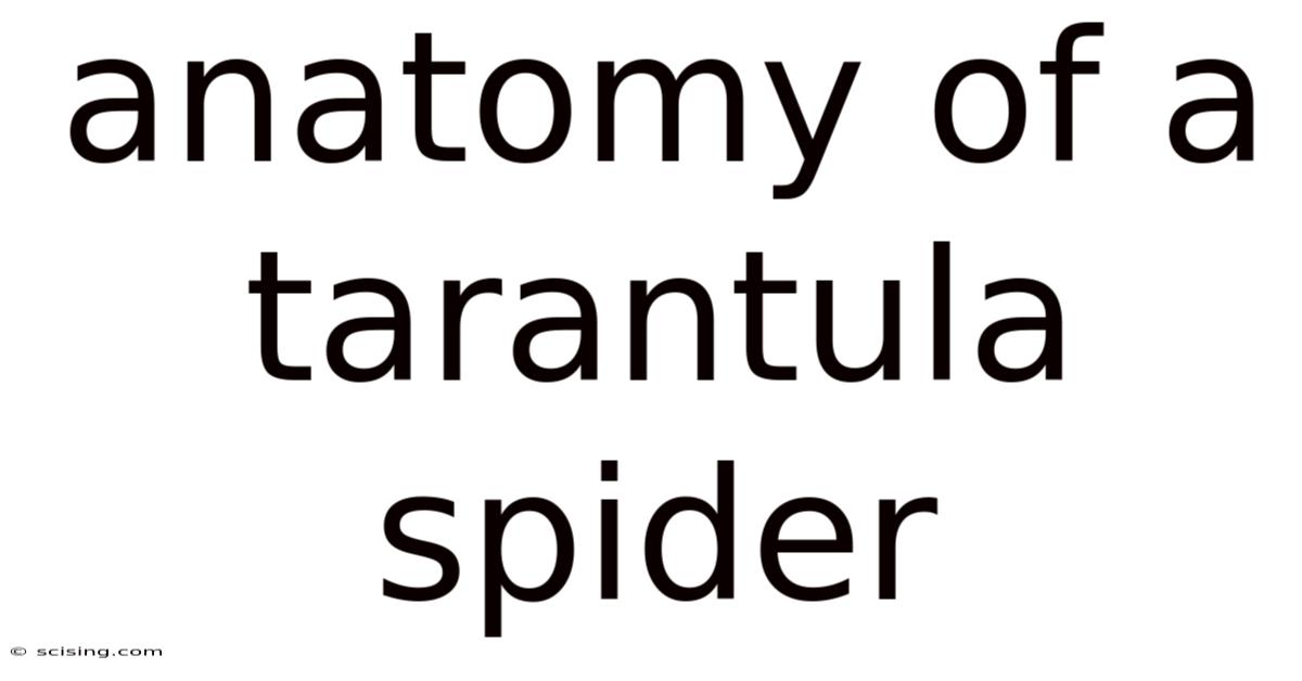 Anatomy Of A Tarantula Spider