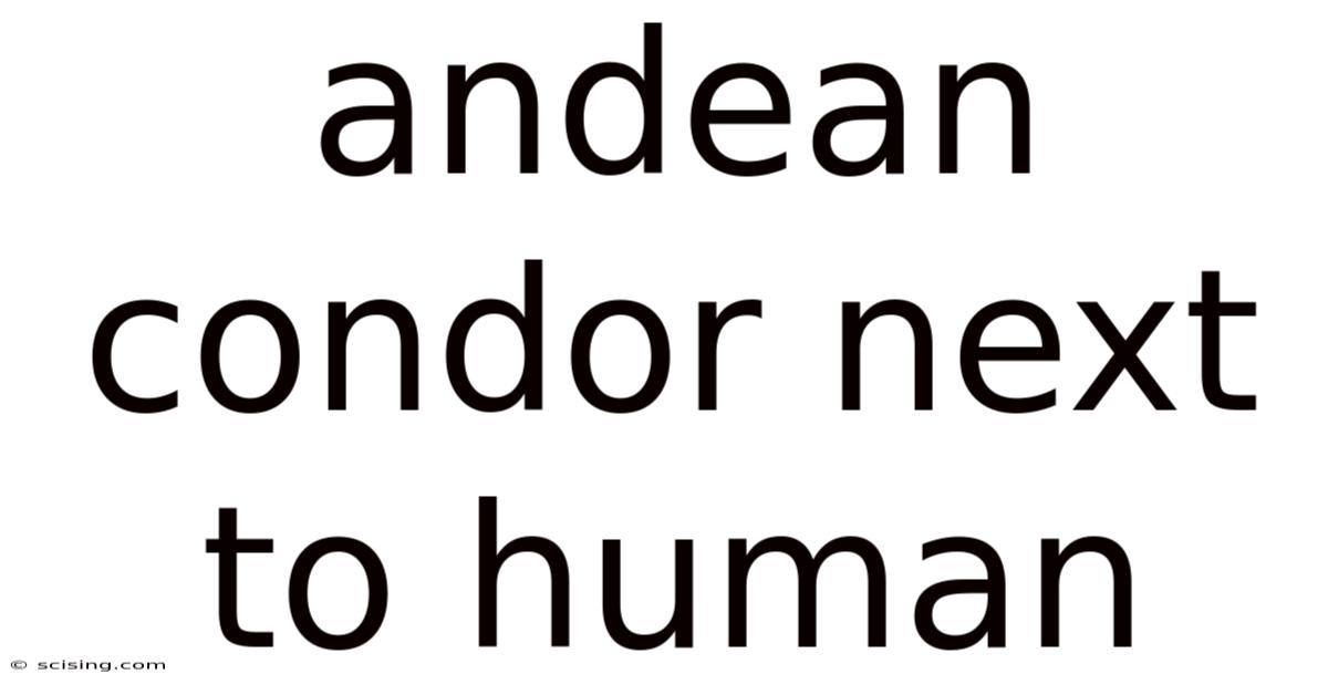 Andean Condor Next To Human