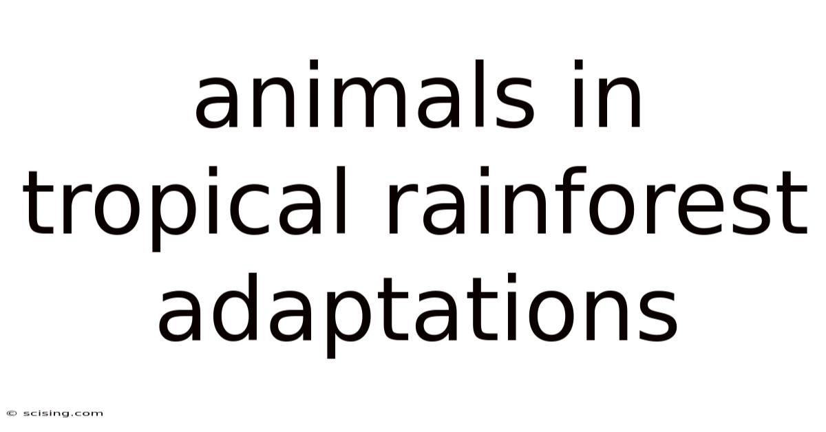 Animals In Tropical Rainforest Adaptations
