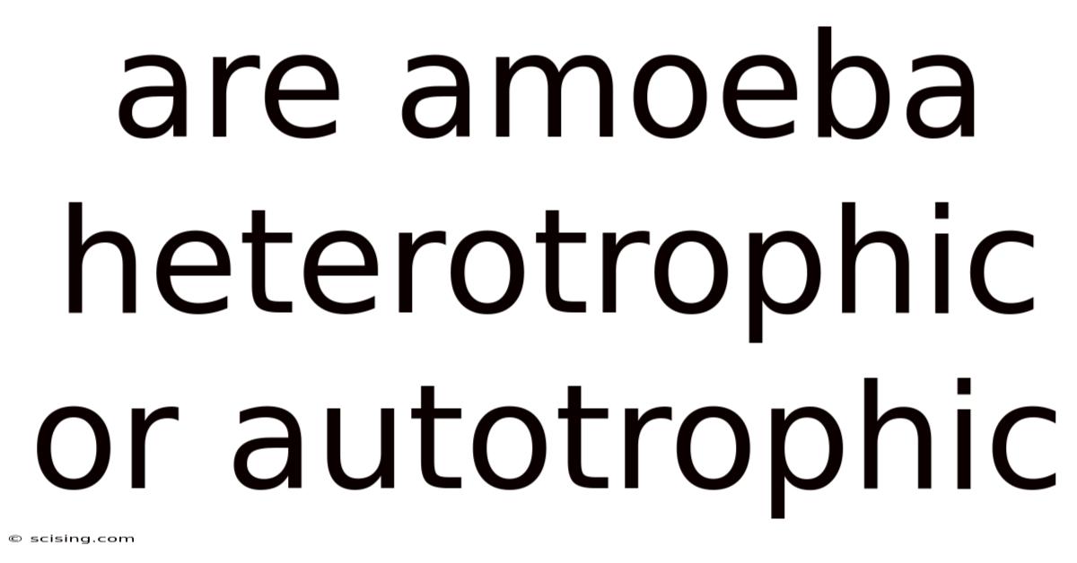 Are Amoeba Heterotrophic Or Autotrophic