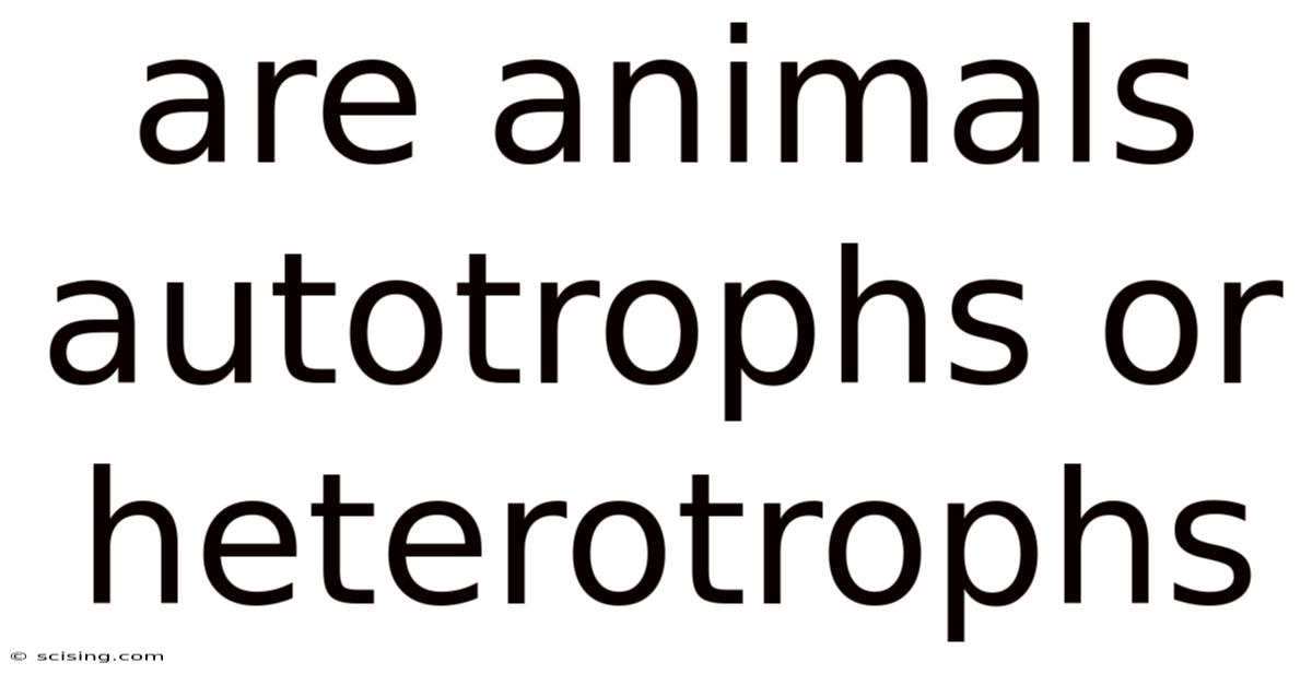 Are Animals Autotrophs Or Heterotrophs