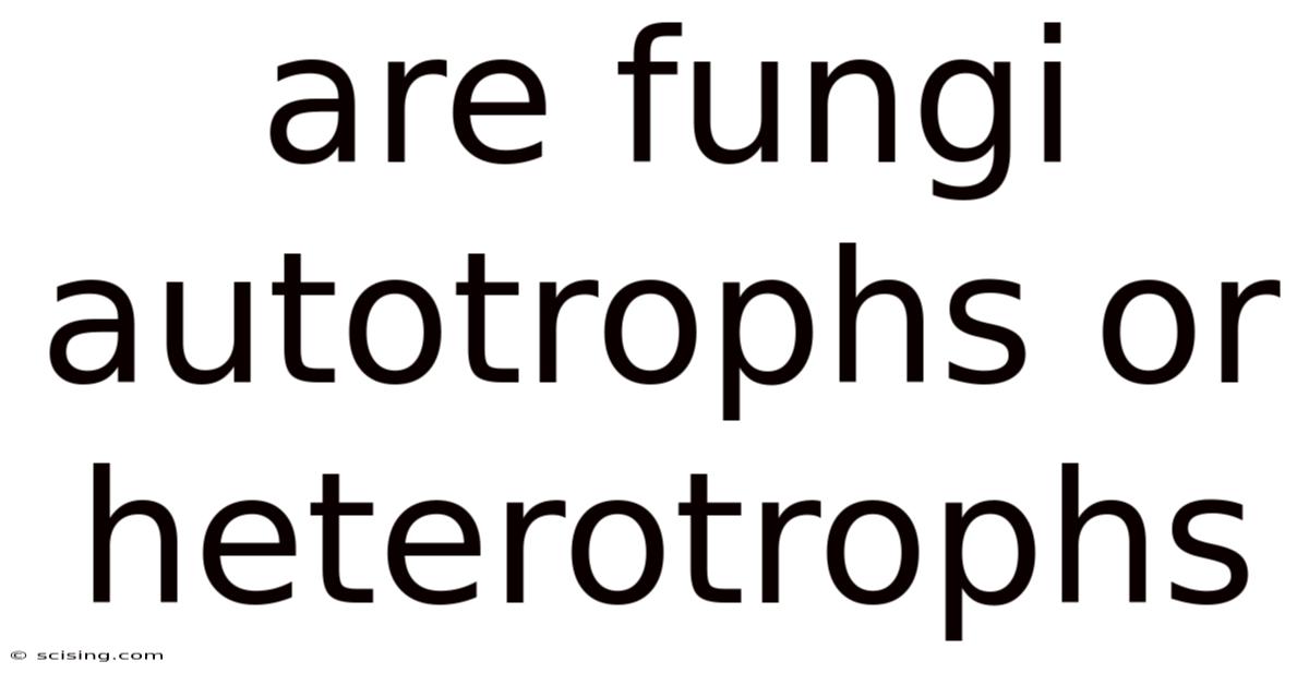 Are Fungi Autotrophs Or Heterotrophs