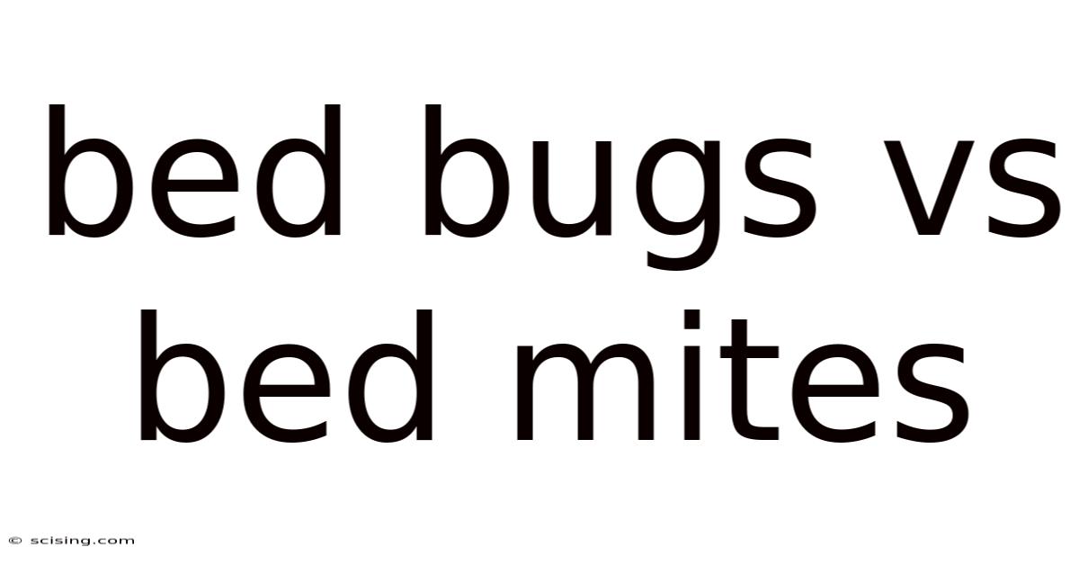 Bed Bugs Vs Bed Mites