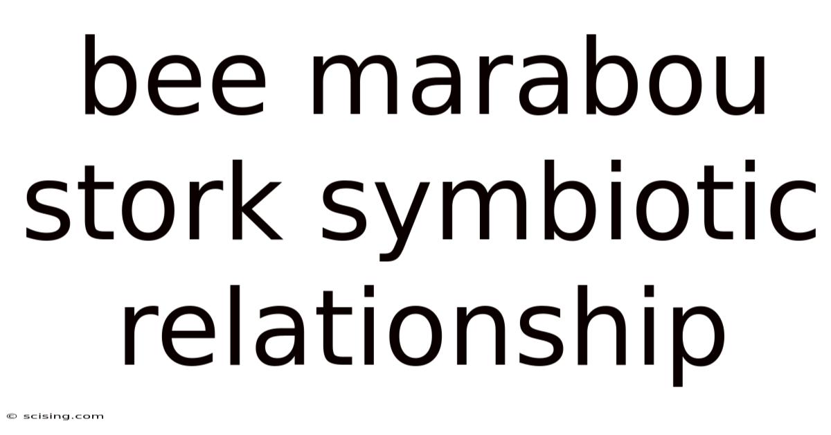 Bee Marabou Stork Symbiotic Relationship