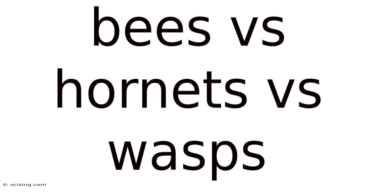 Bees Vs Hornets Vs Wasps