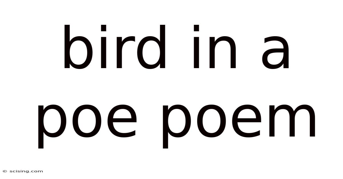 Bird In A Poe Poem