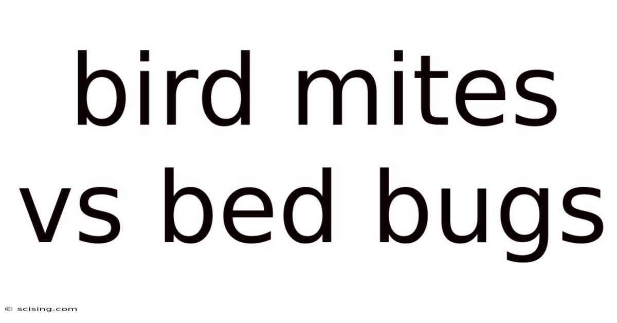 Bird Mites Vs Bed Bugs
