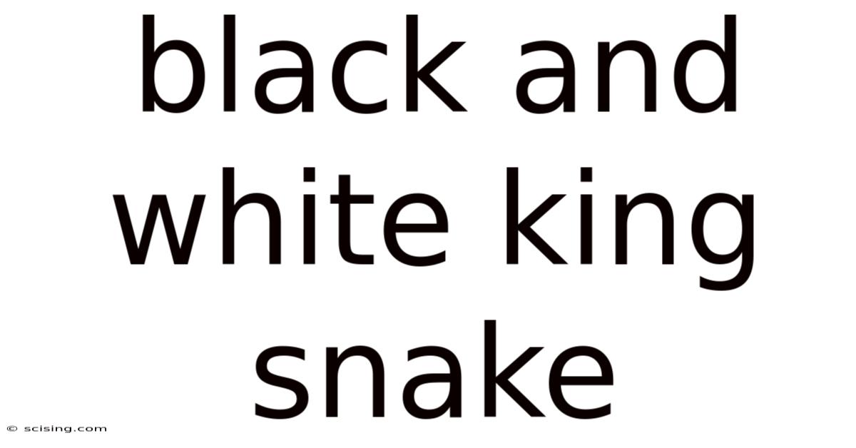 Black And White King Snake