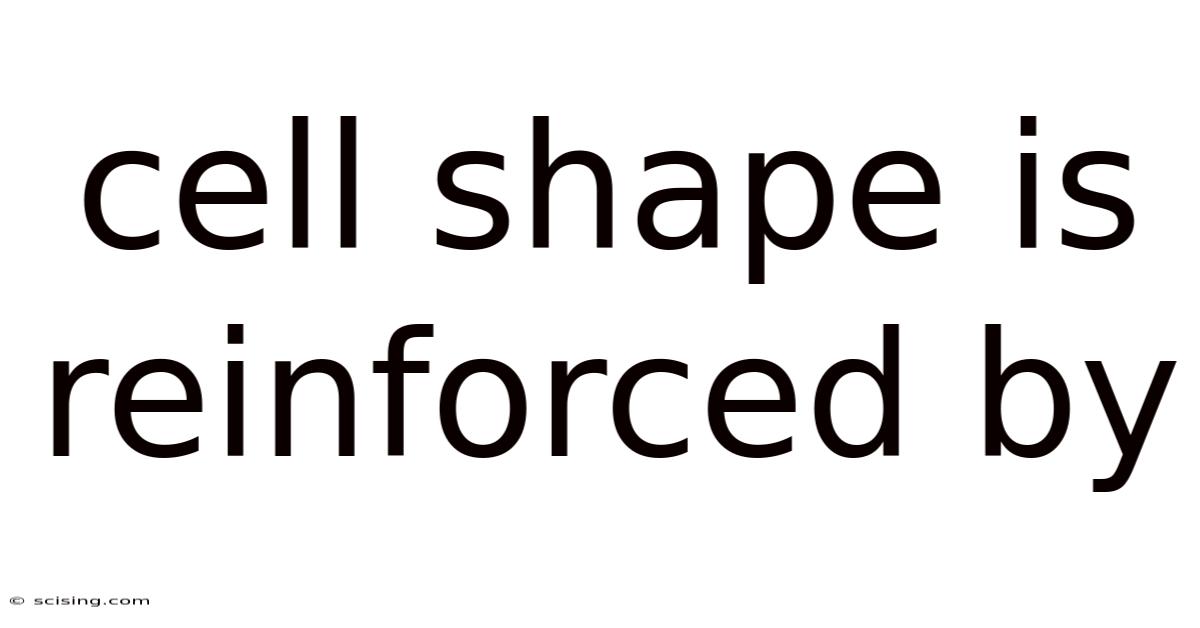 Cell Shape Is Reinforced By