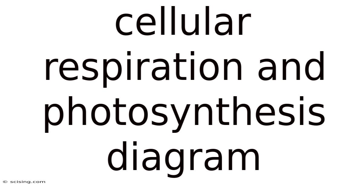 Cellular Respiration And Photosynthesis Diagram