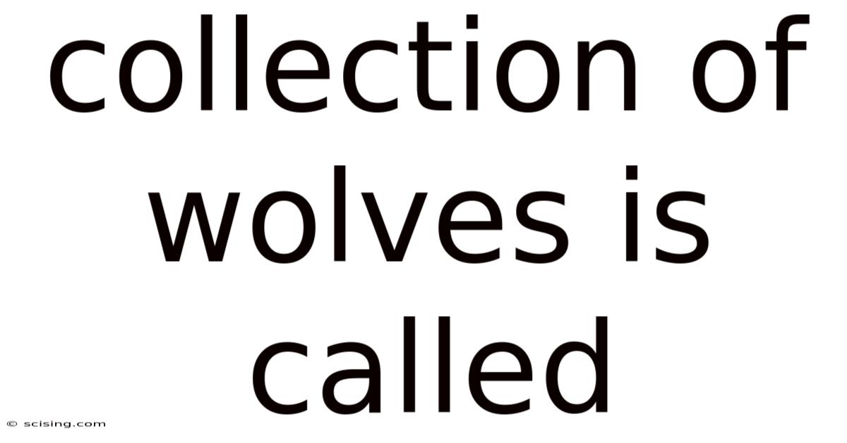 Collection Of Wolves Is Called