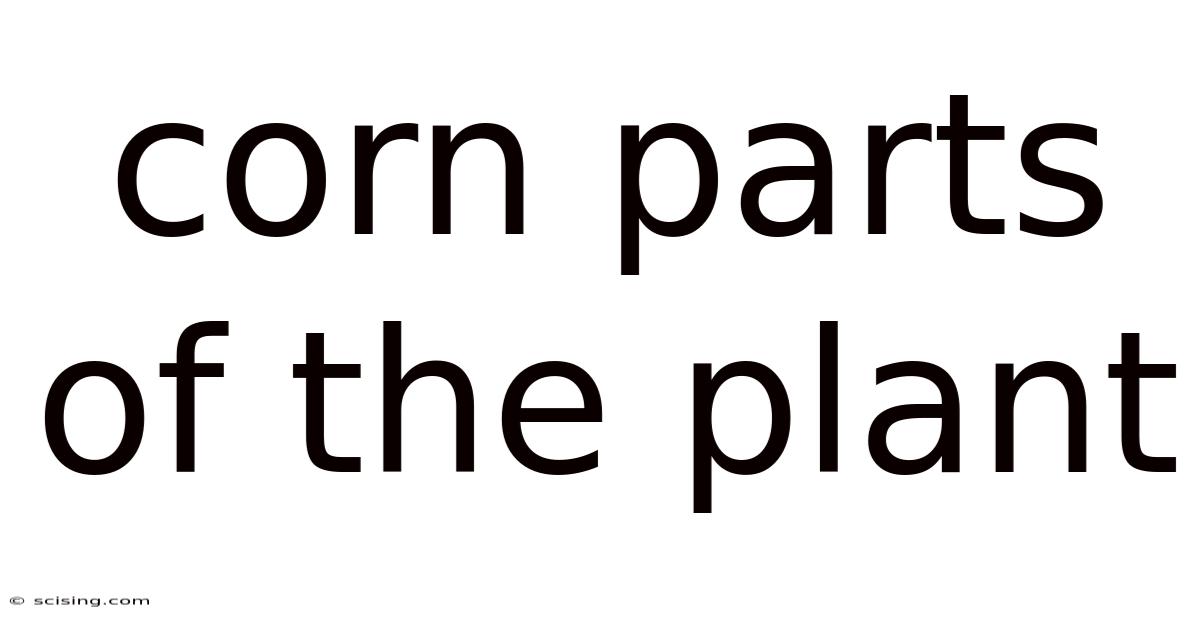 Corn Parts Of The Plant