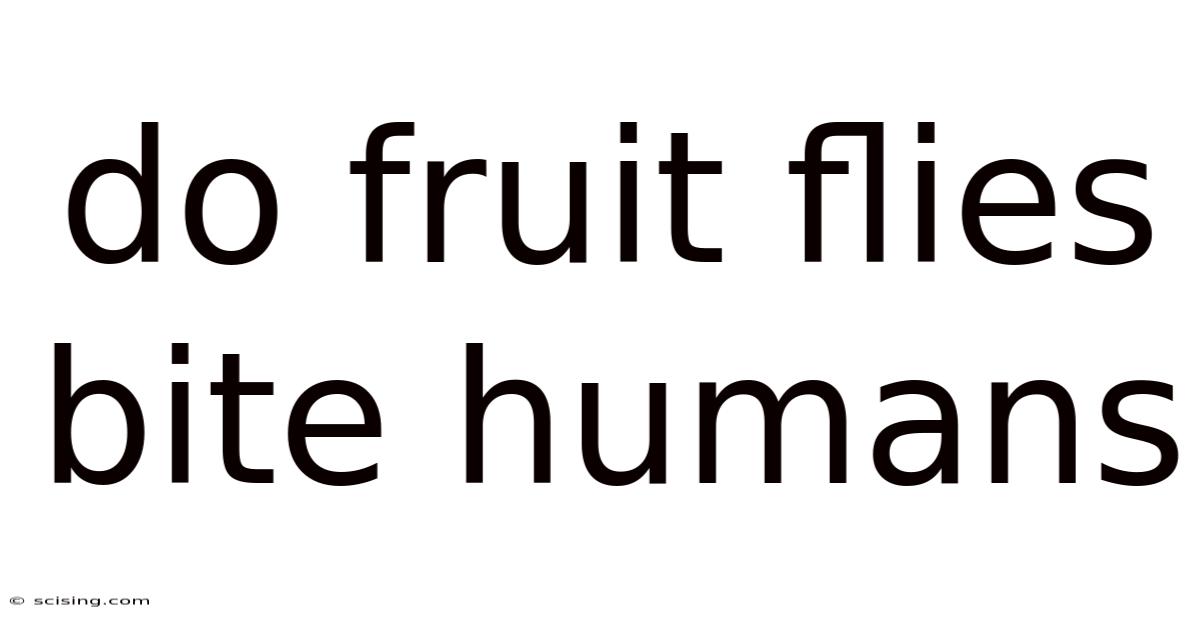 Do Fruit Flies Bite Humans
