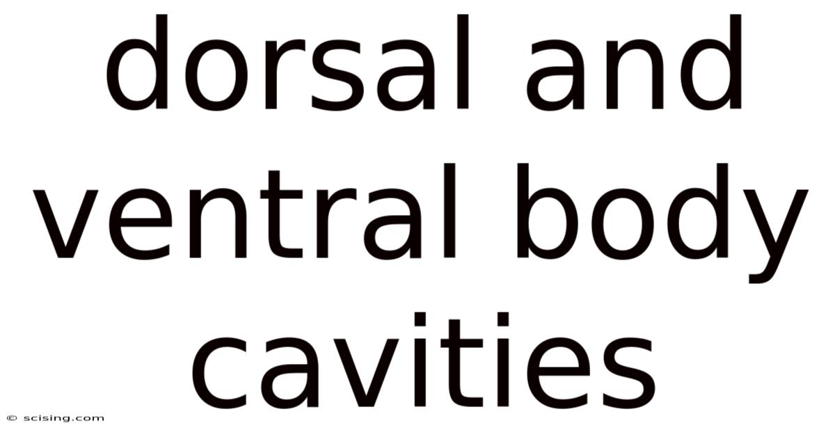 Dorsal And Ventral Body Cavities