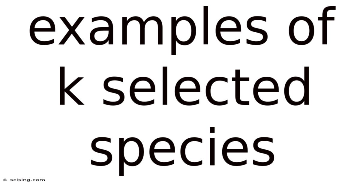 Examples Of K Selected Species