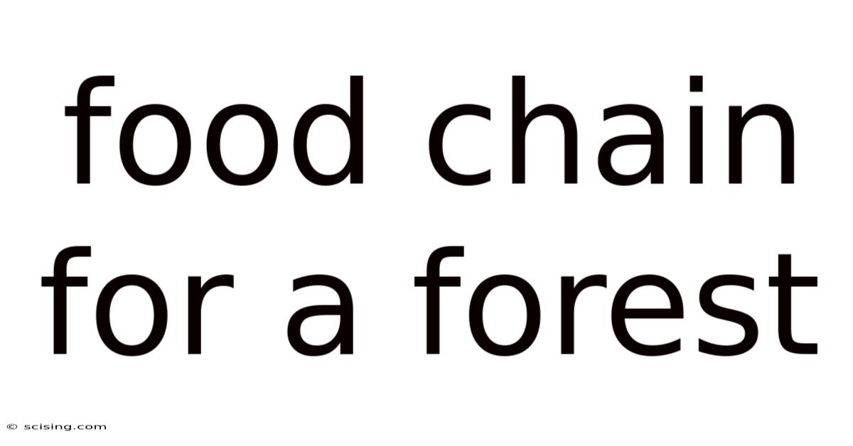 Food Chain For A Forest