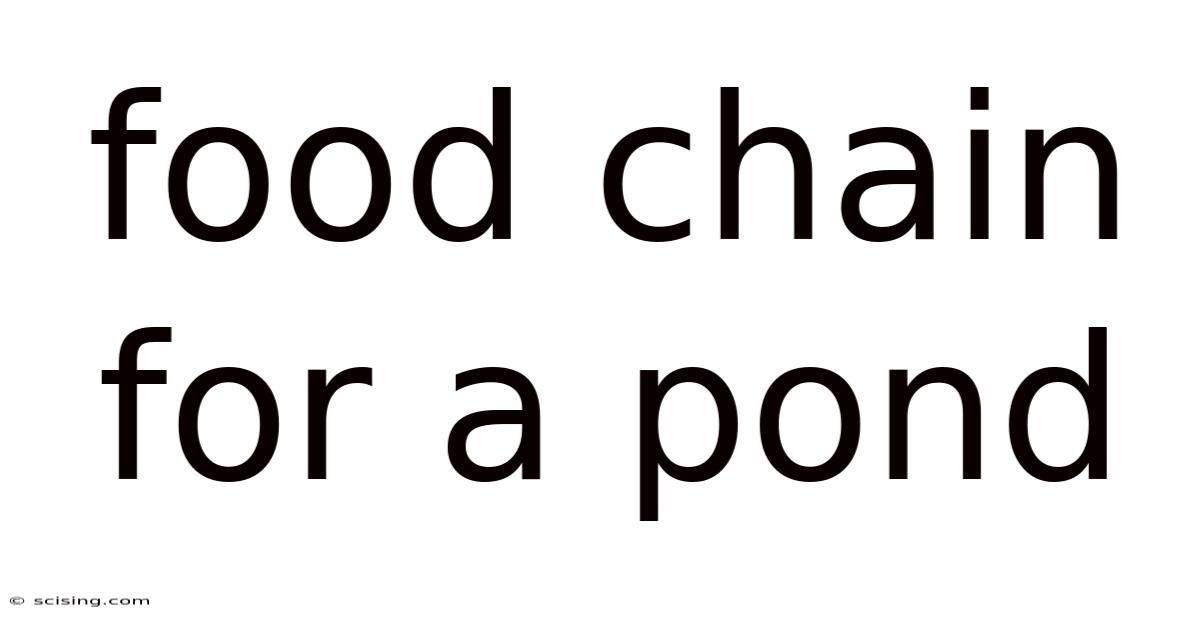 Food Chain For A Pond