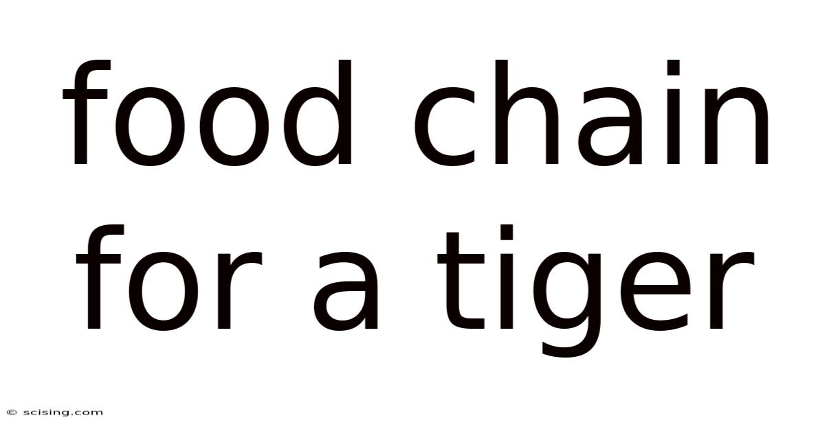 Food Chain For A Tiger