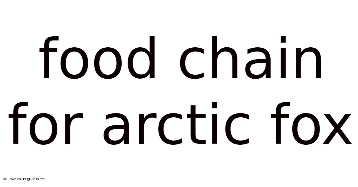 Food Chain For Arctic Fox