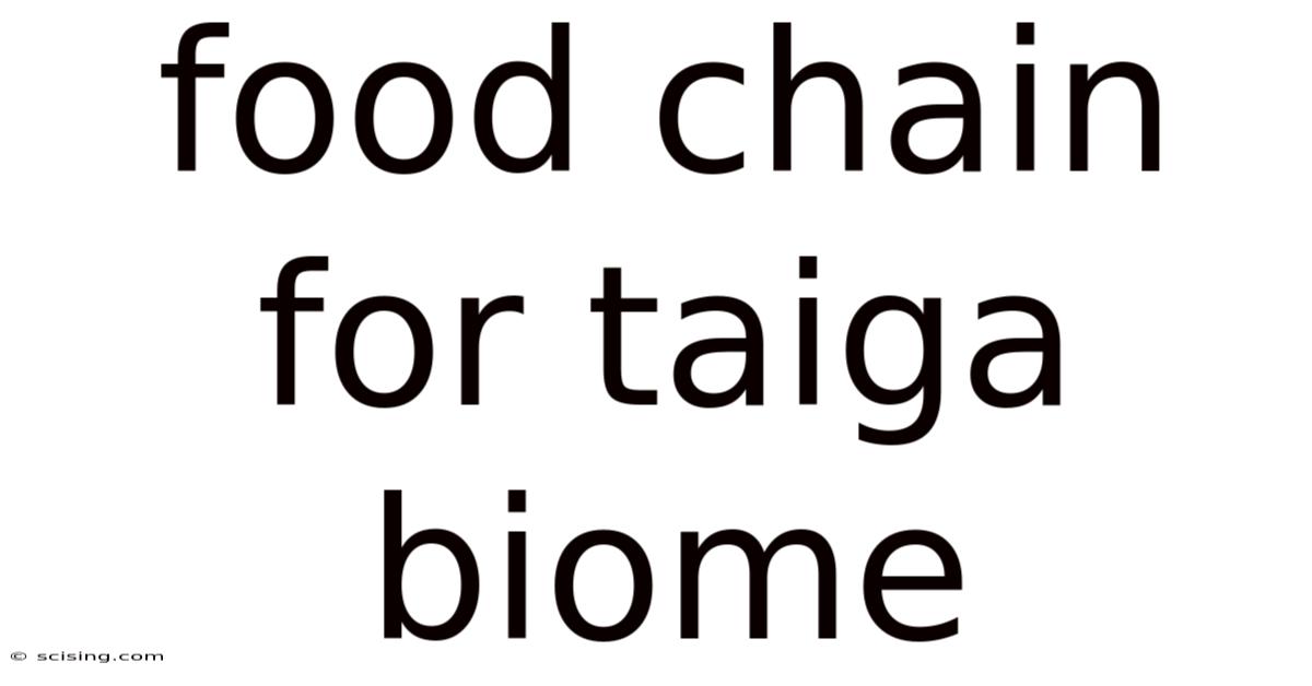 Food Chain For Taiga Biome