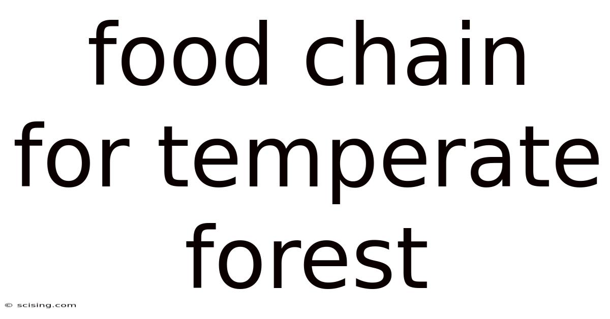 Food Chain For Temperate Forest