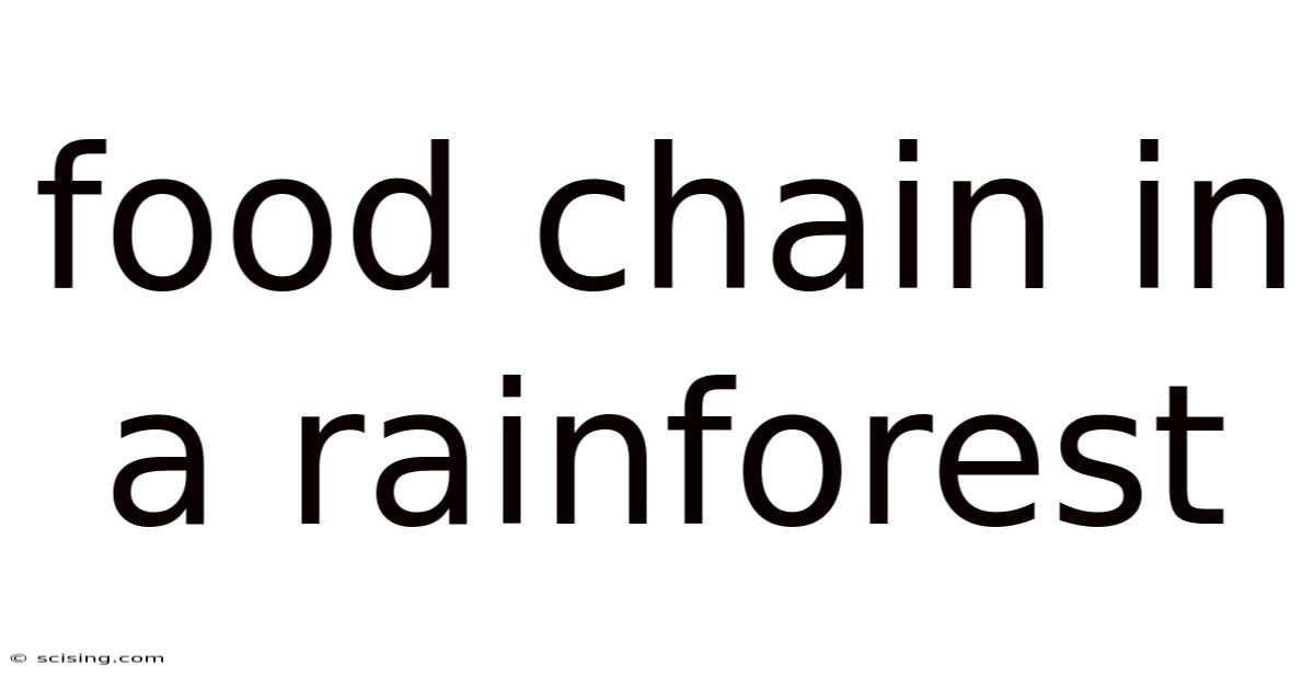 Food Chain In A Rainforest