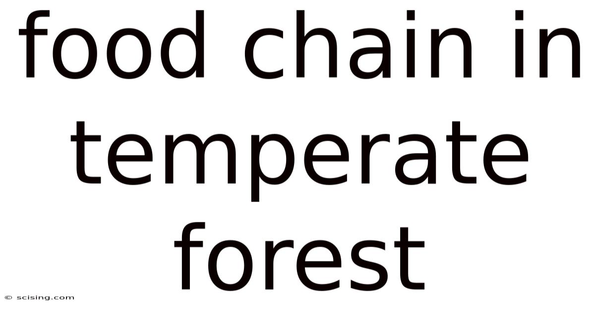 Food Chain In Temperate Forest