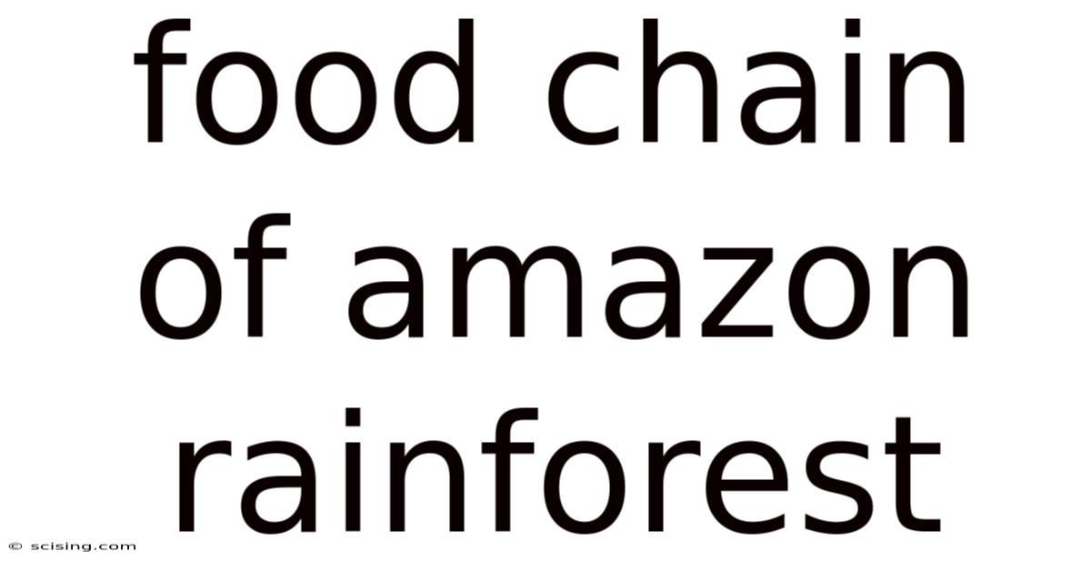 Food Chain Of Amazon Rainforest