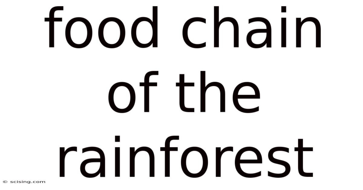Food Chain Of The Rainforest