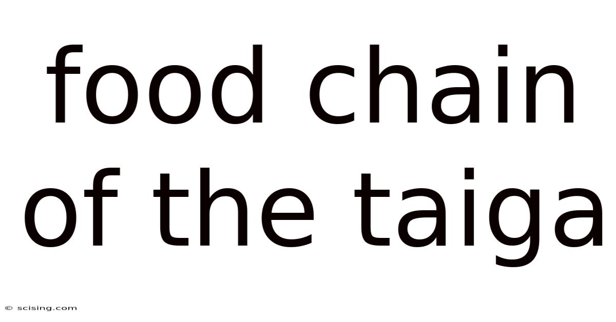 Food Chain Of The Taiga