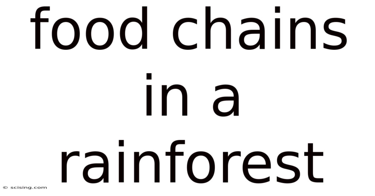Food Chains In A Rainforest