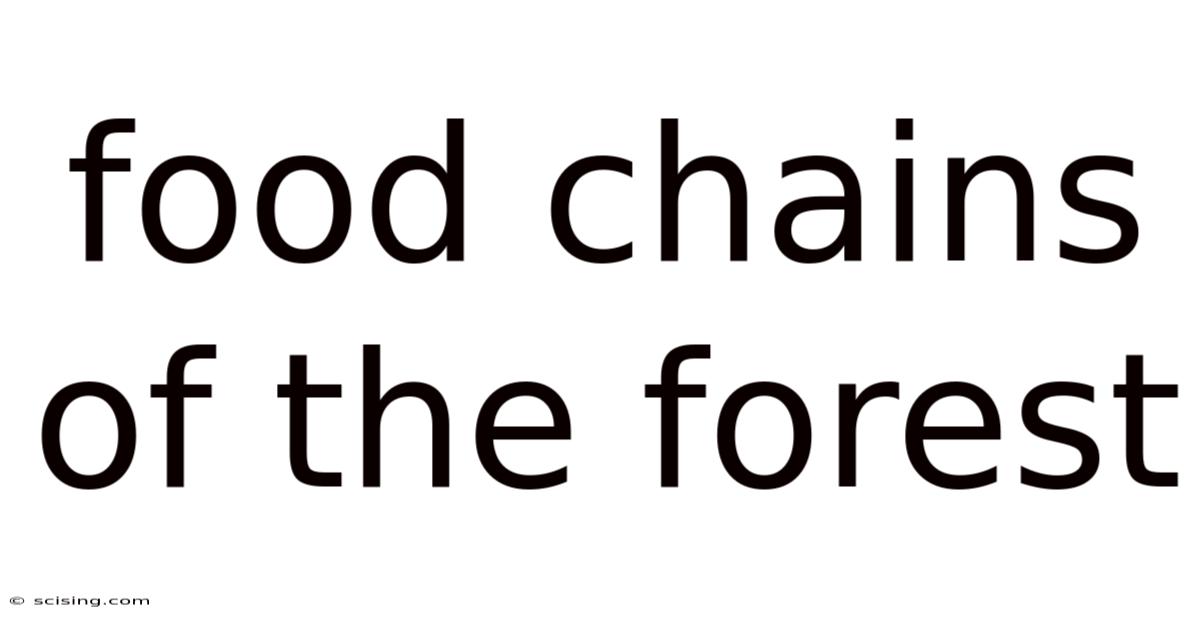 Food Chains Of The Forest
