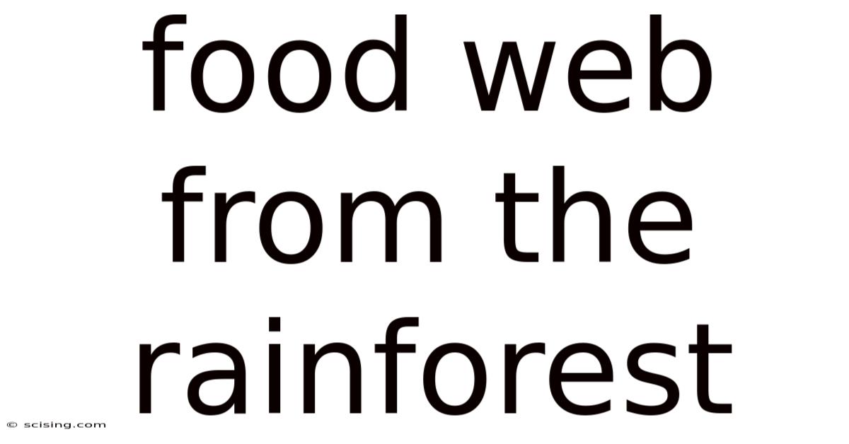 Food Web From The Rainforest