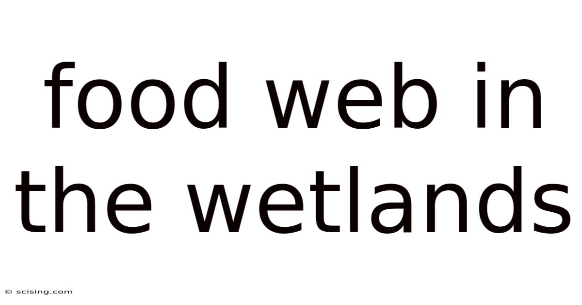 Food Web In The Wetlands