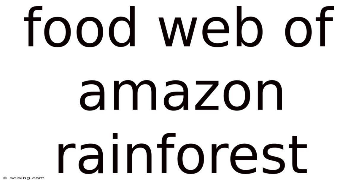 Food Web Of Amazon Rainforest