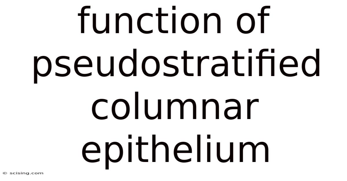 Function Of Pseudostratified Columnar Epithelium