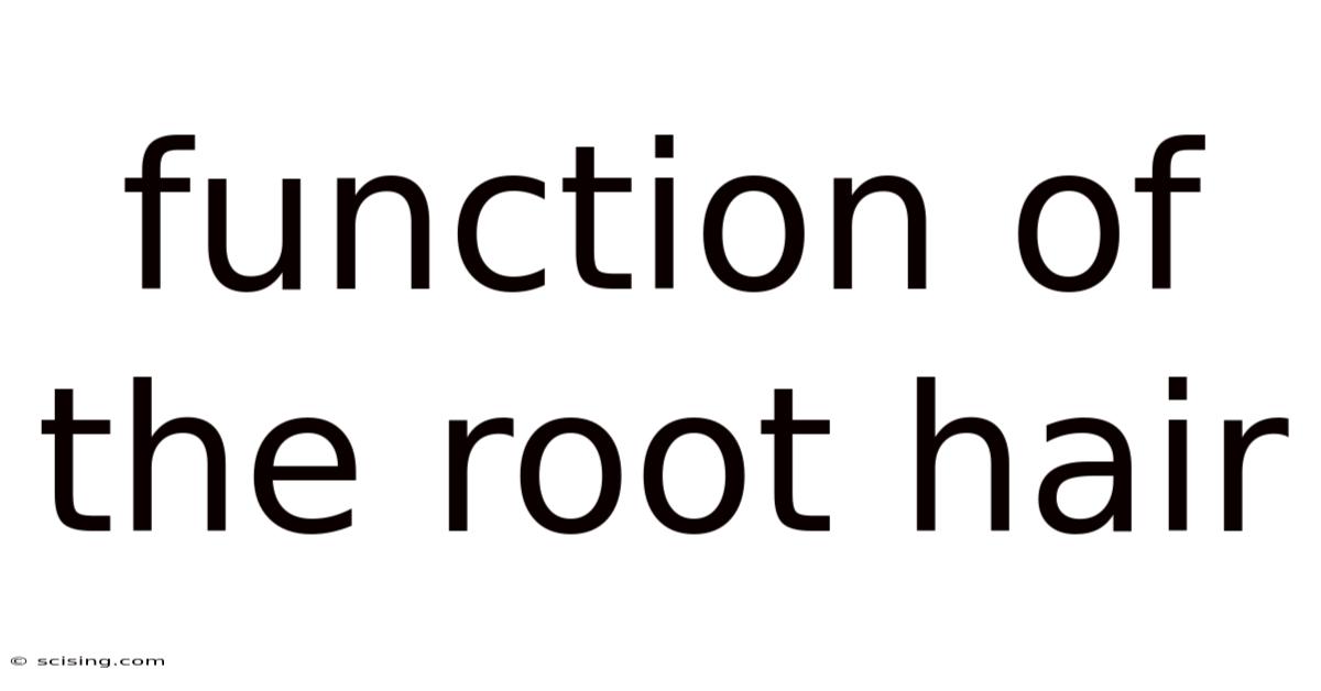 Function Of The Root Hair