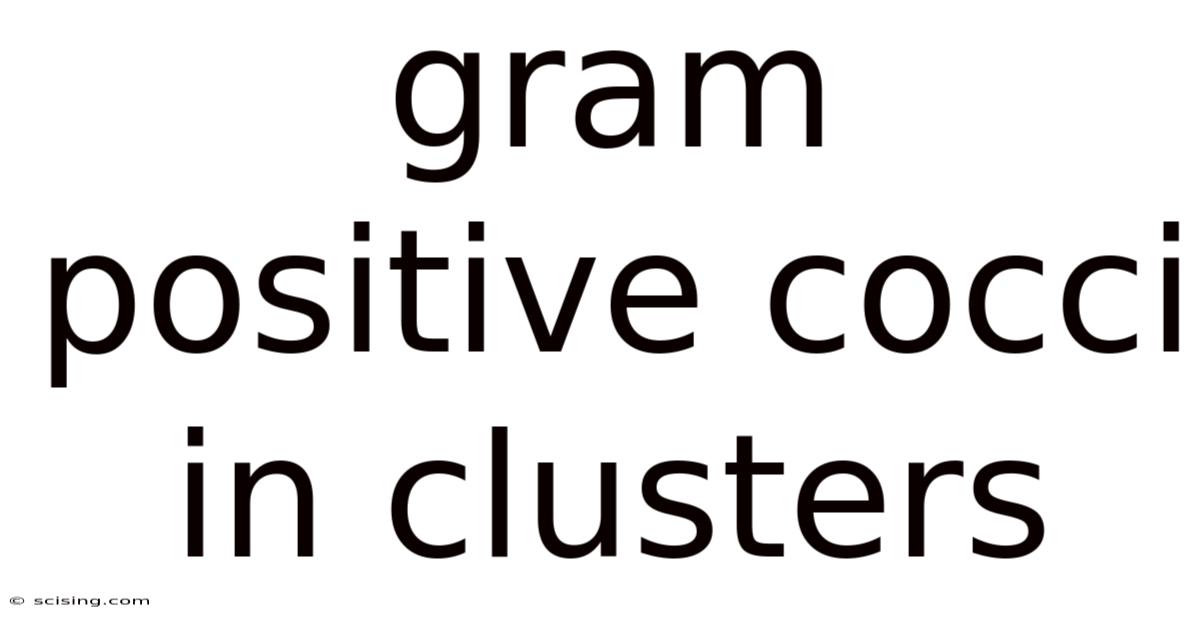 Gram Positive Cocci In Clusters
