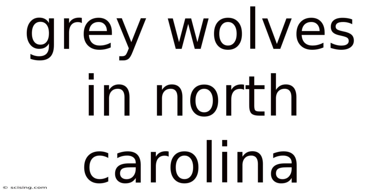 Grey Wolves In North Carolina