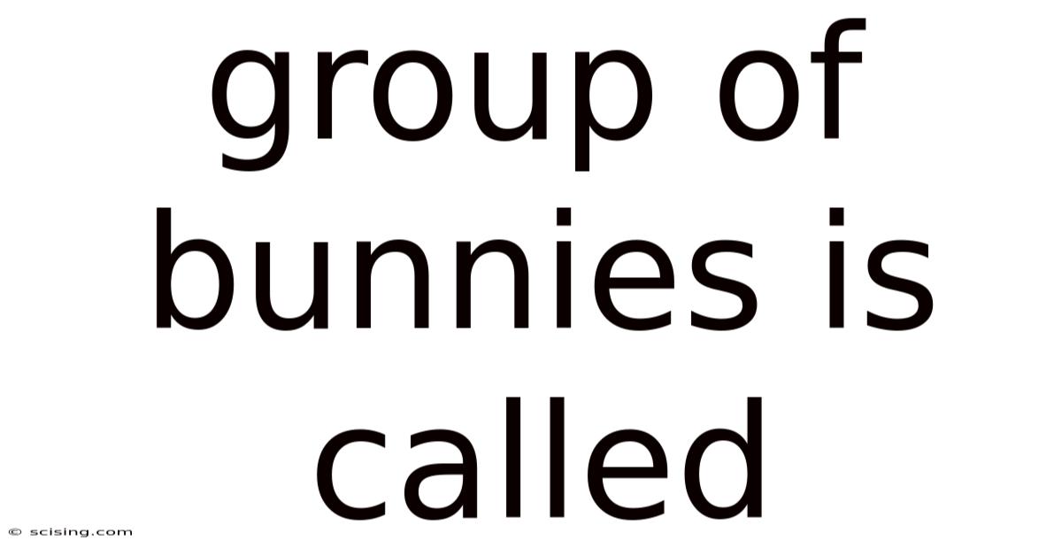 Group Of Bunnies Is Called