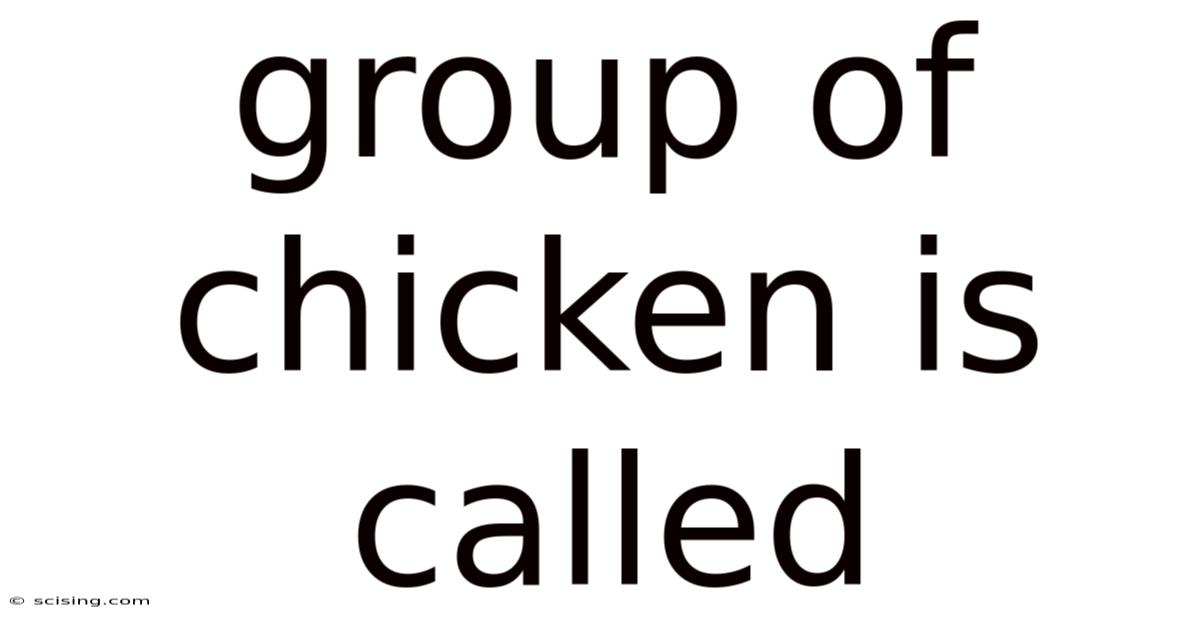 Group Of Chicken Is Called