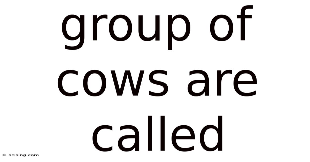 Group Of Cows Are Called