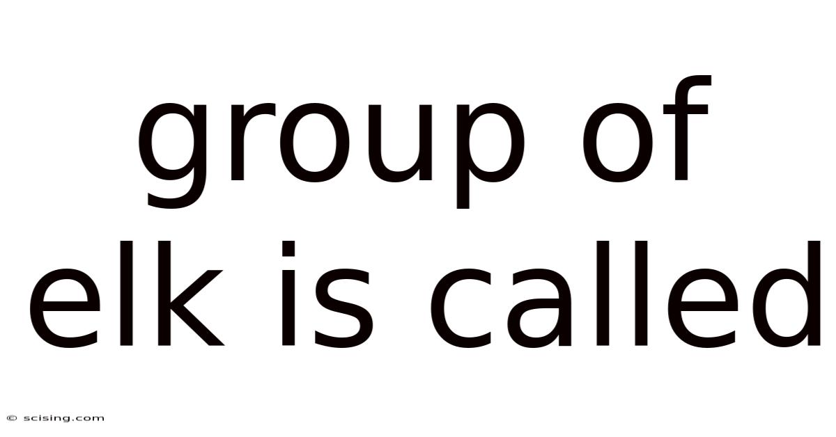 Group Of Elk Is Called
