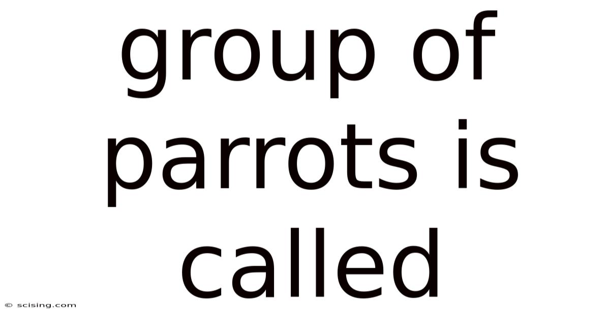 Group Of Parrots Is Called