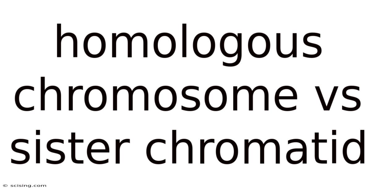 Homologous Chromosome Vs Sister Chromatid